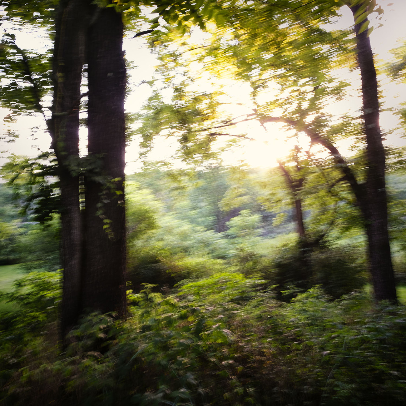 Sunset through the trees, Millbrook, 2016