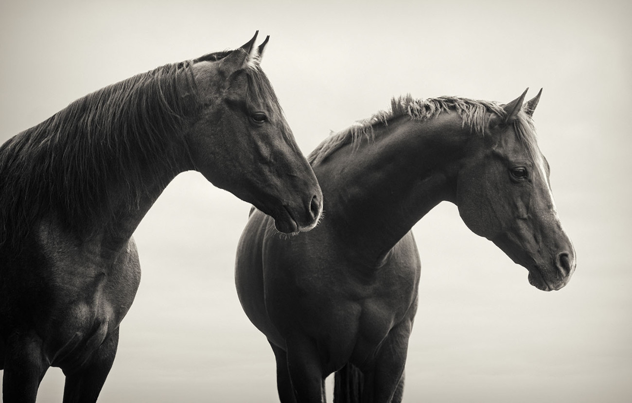Two horses, 2015