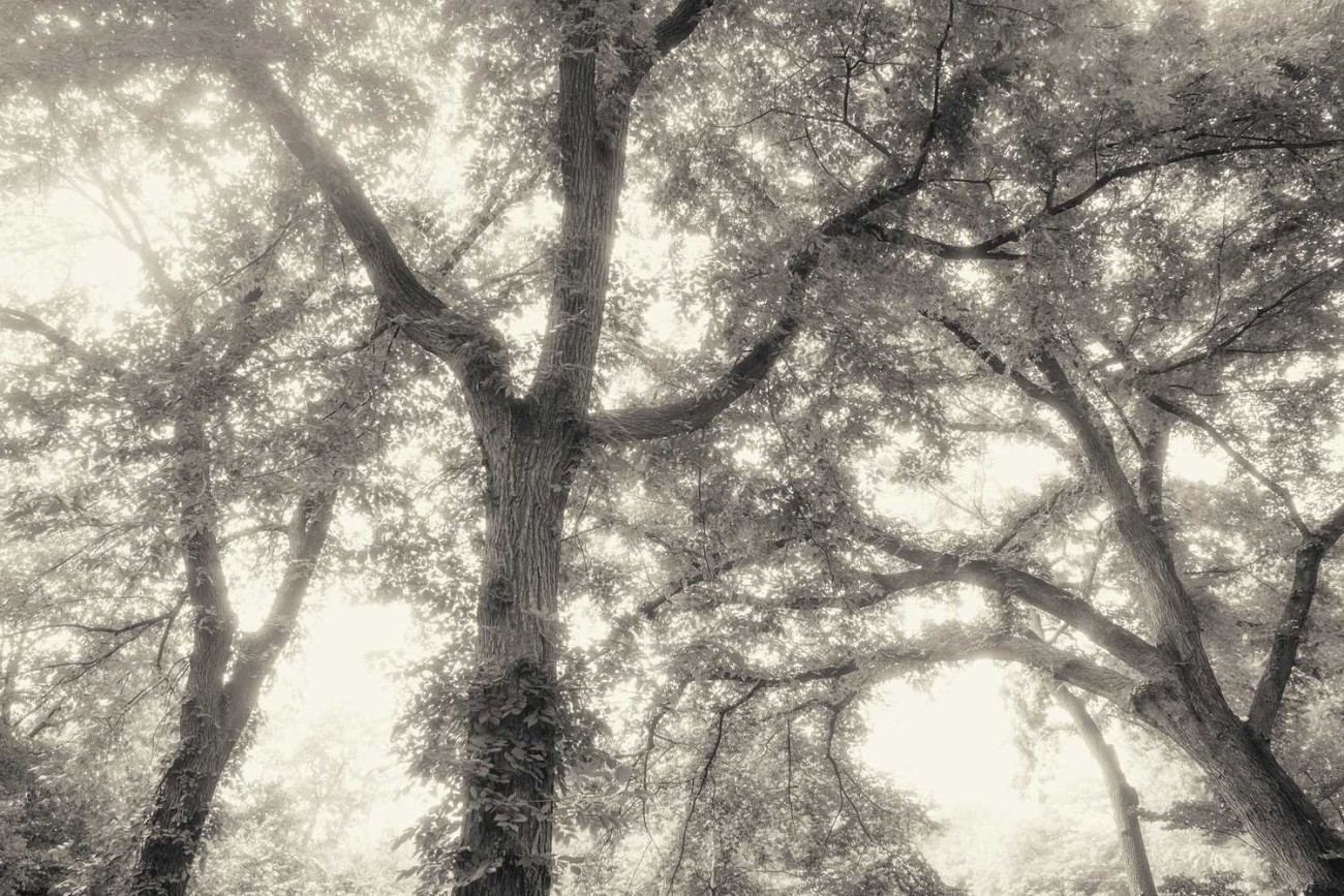 Three trees, Central Park, 2013