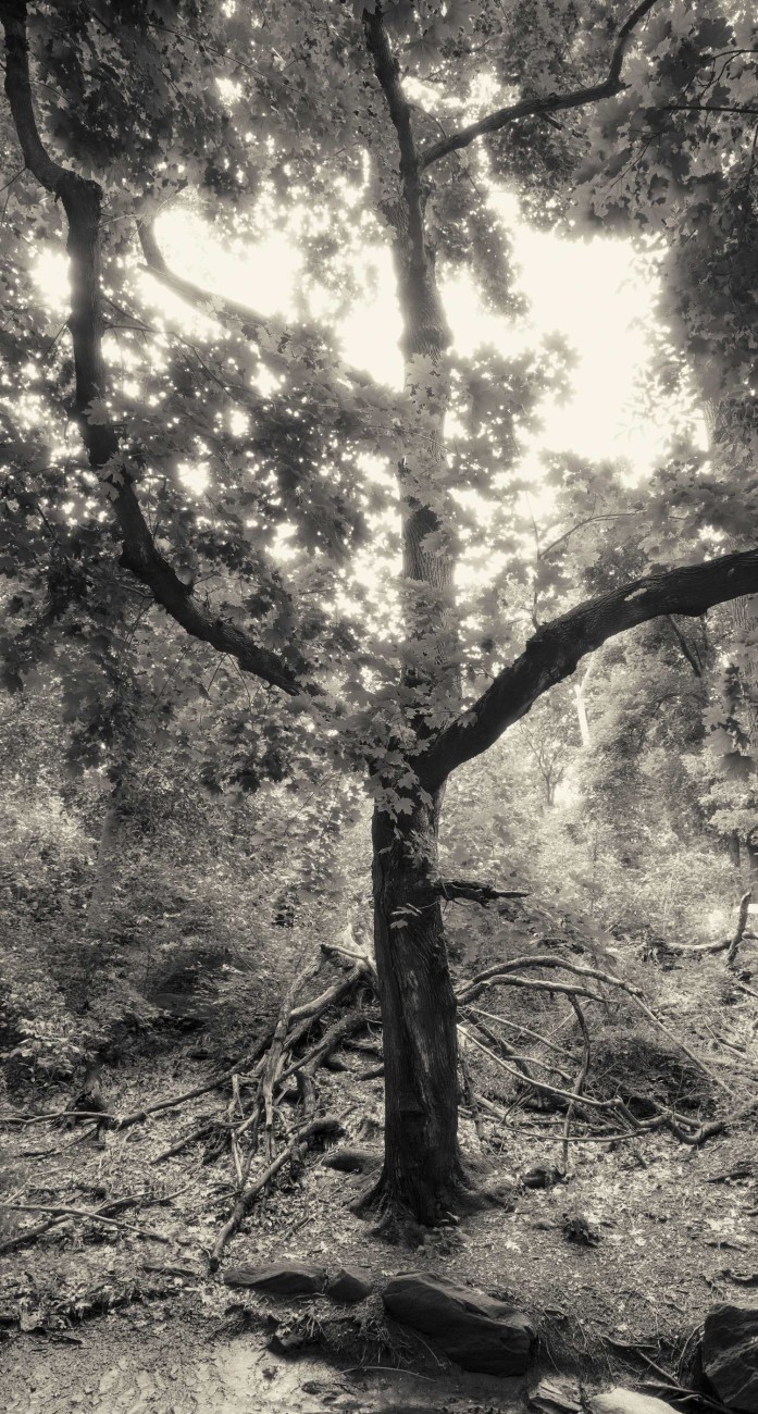 Central Park Wilderness, Maple tree by a stream in the Ravine, Central Park, 2013