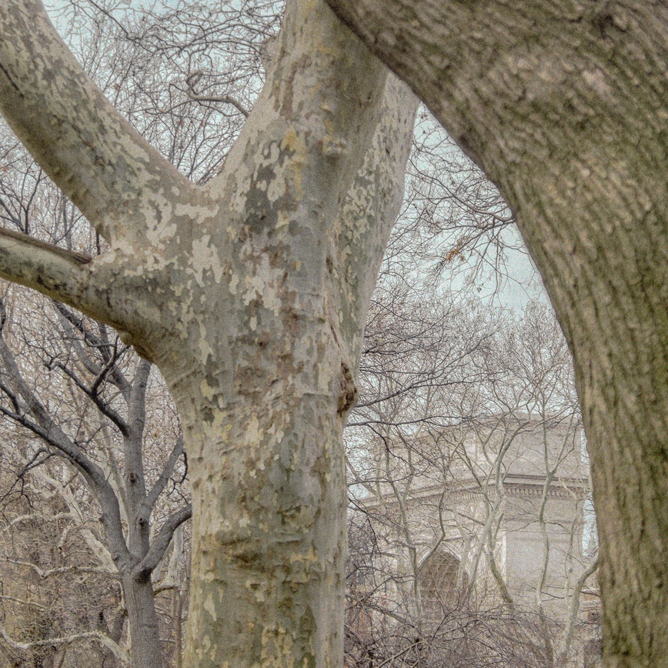 Washington Square arches and trees, NY, 2015