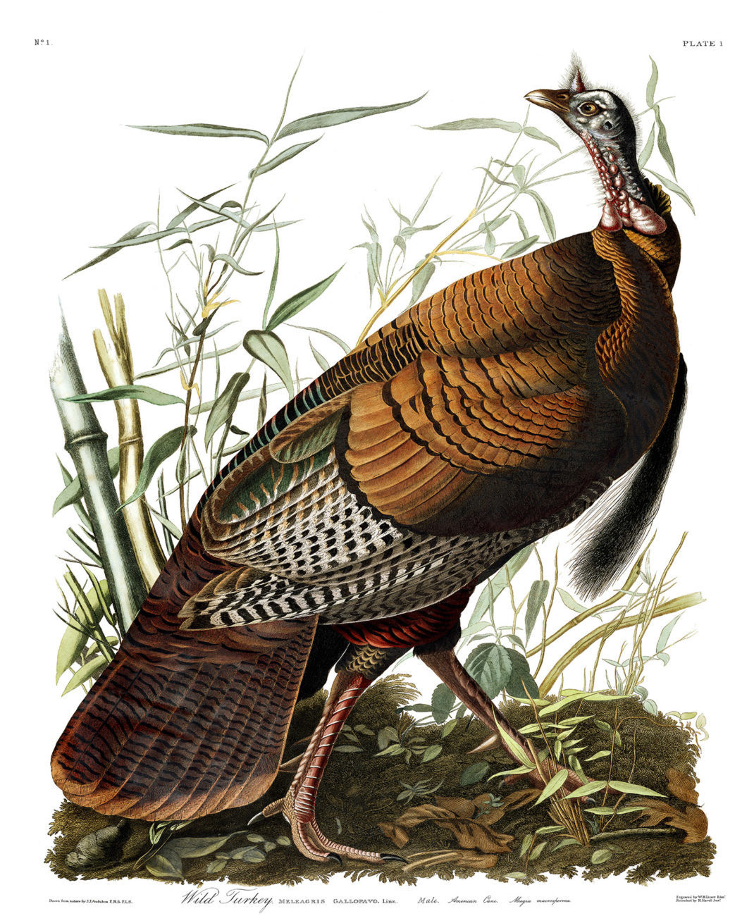 Plate 1 - Wild Turkey