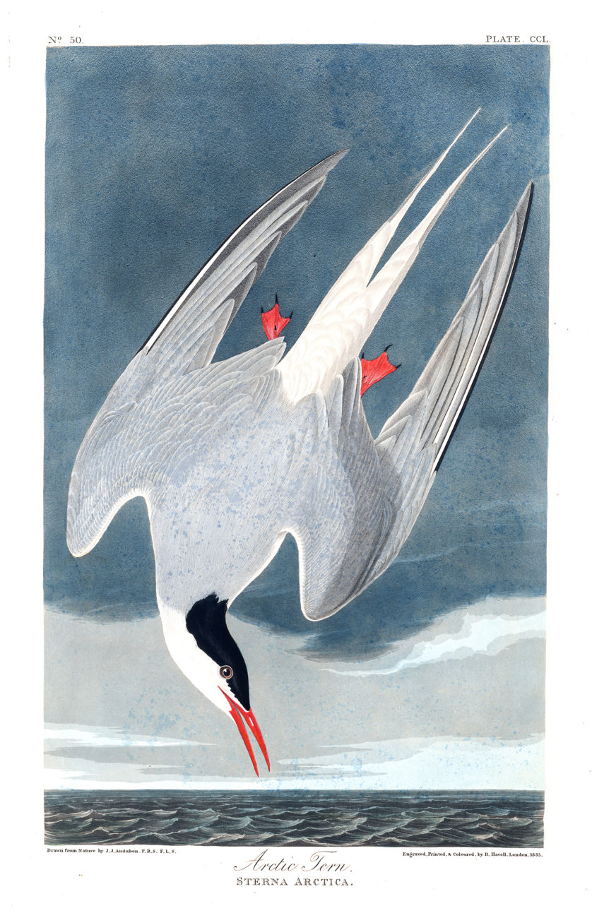 Plate 250 - Artic Tern