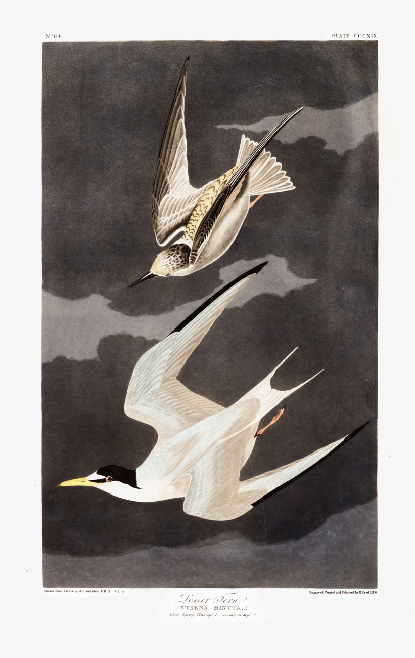 Plate 319 - Lesser Tern