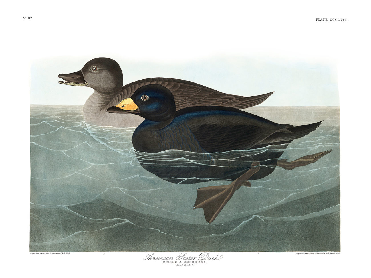 Plate 408 - American Scoter Duck