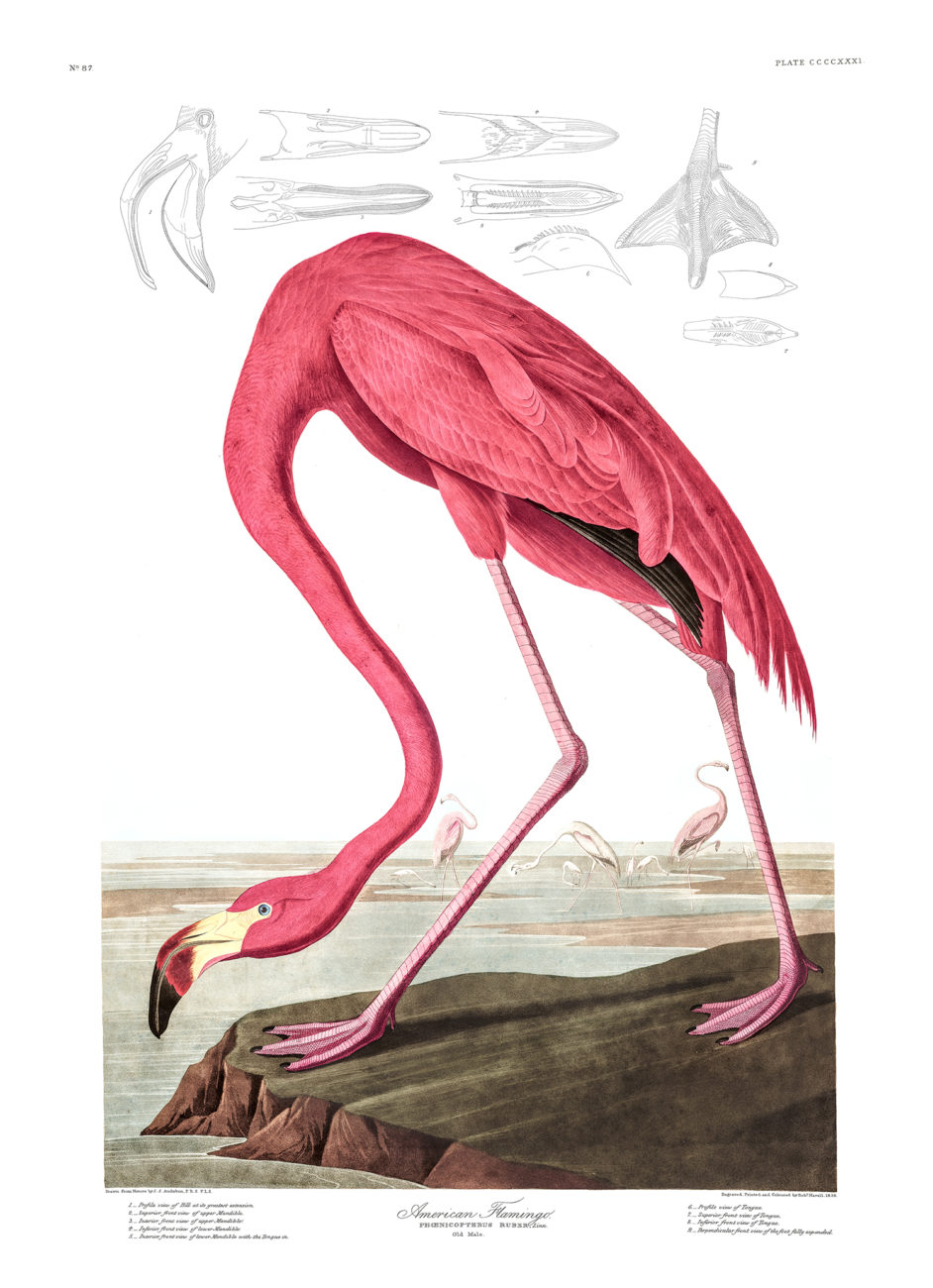 Plate 431 - American Flamingo