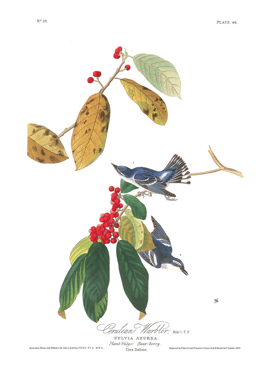 Plate 48 - Azure Warbler