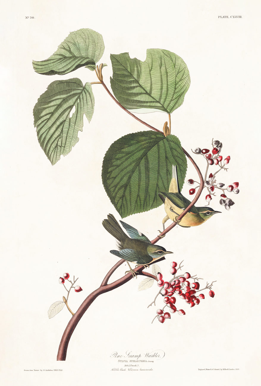 Plate 148 - Pine Swamp Warbler