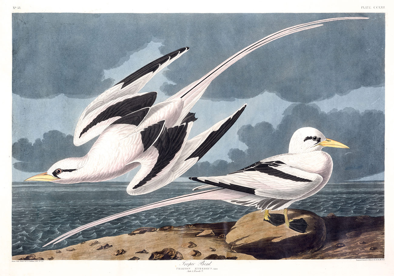 Plate 262 - Tropic Bird