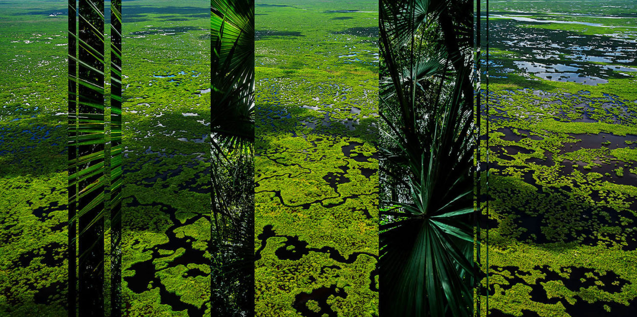 Everglades above and below, 2020
