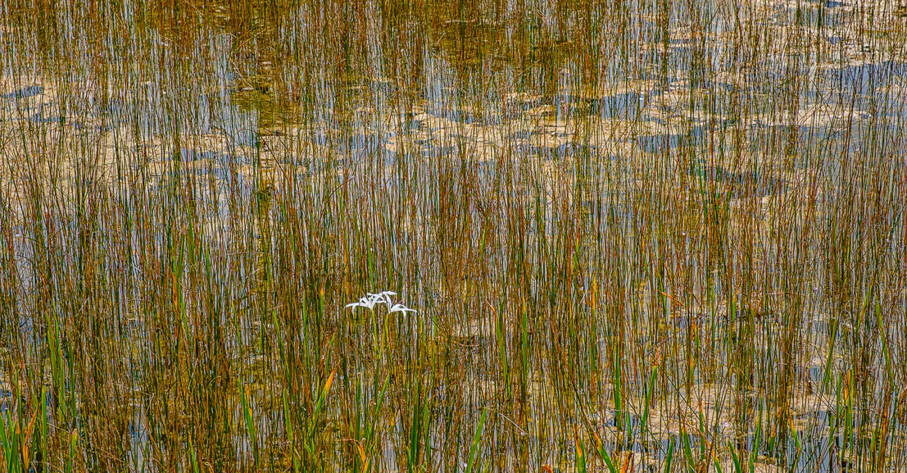 String lilies and saw grass in the Everglades