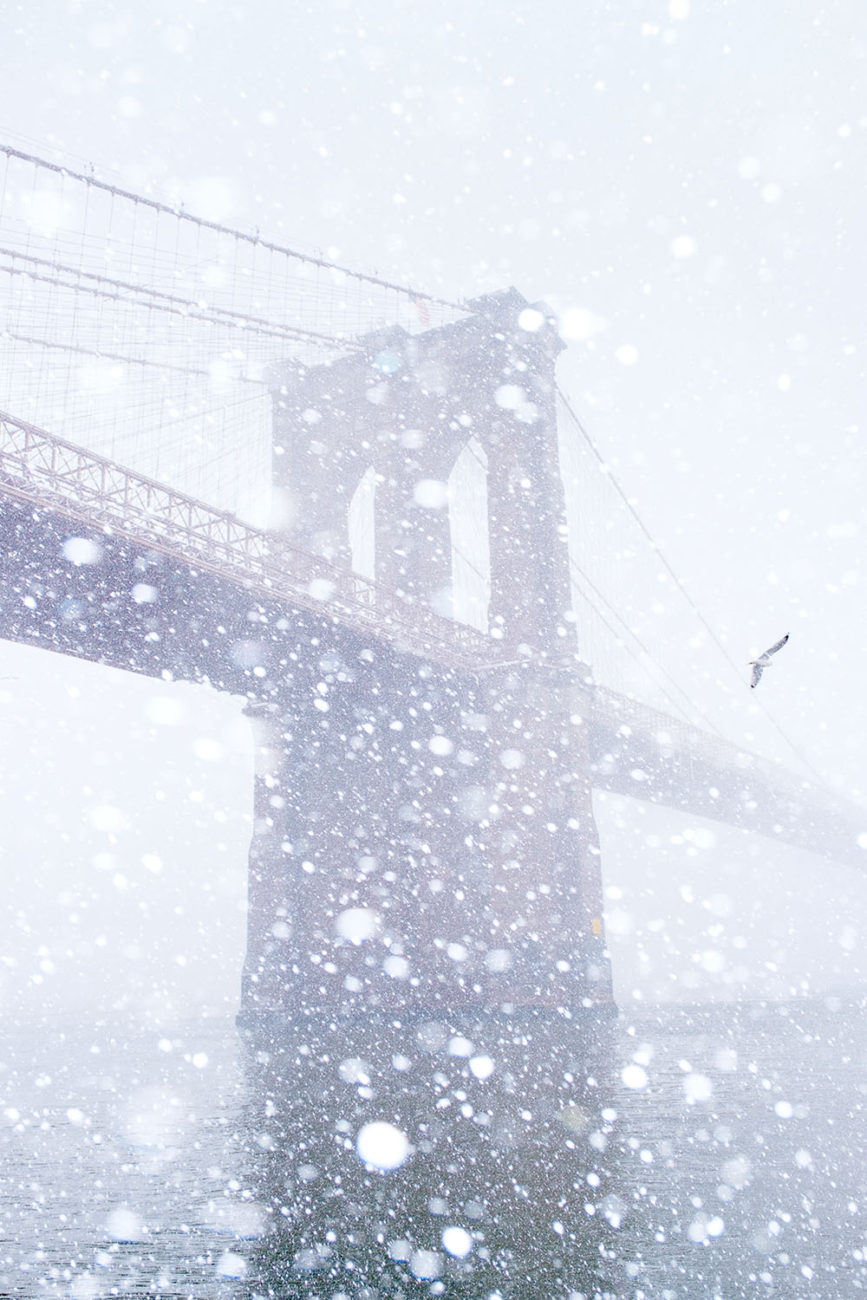 Brooklyn Bridge with snow and gull