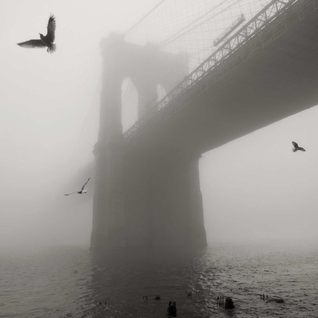 Brooklyn Bridge and gulls in fog, NY, 2014