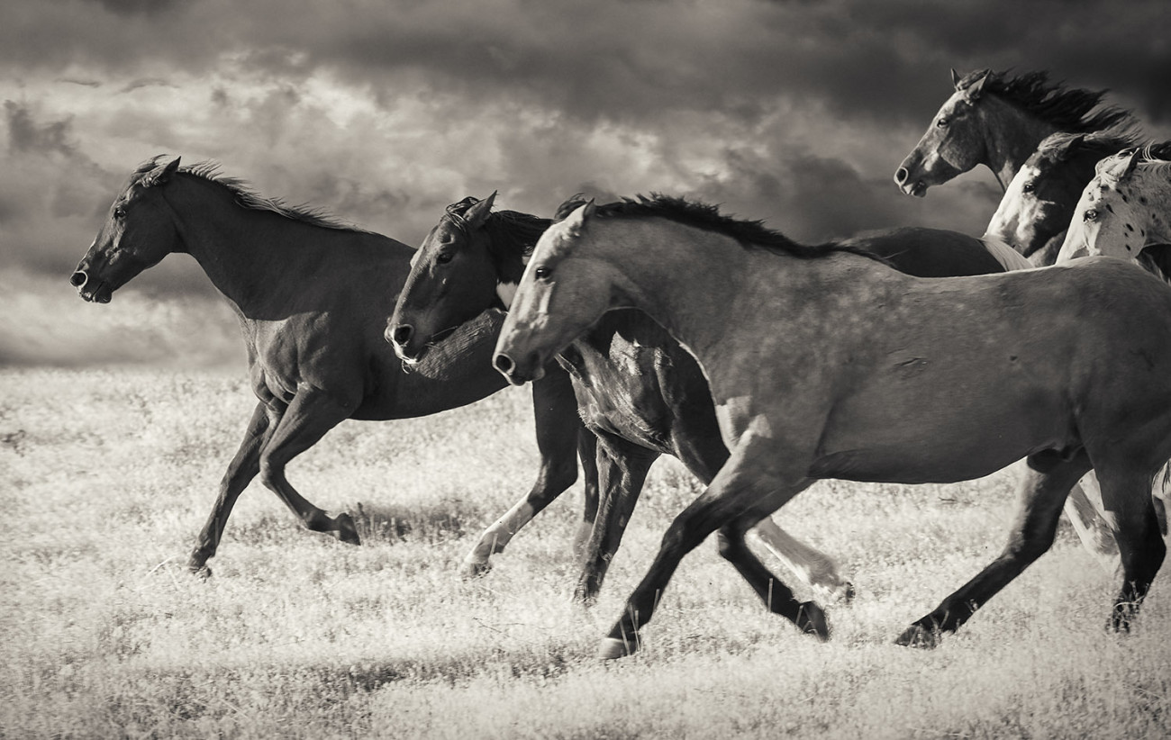 Leading the pack, Wyoming, 2009