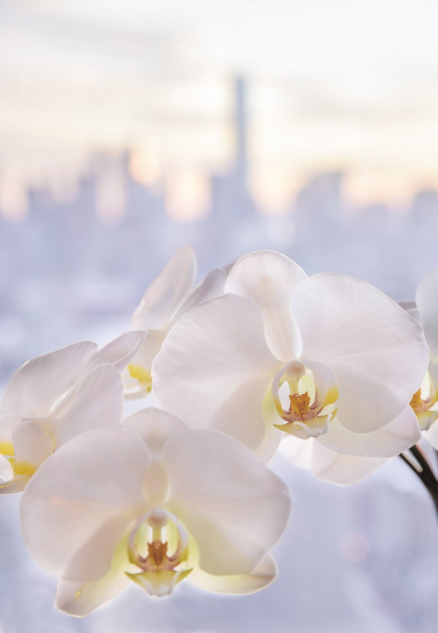 Orchids and lower Manhattan, study 1, 2016