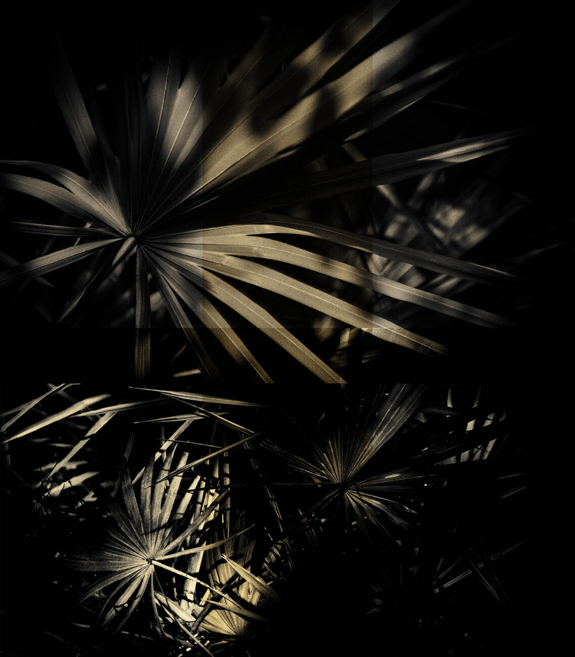 Sabel palm leaves in deep shadow