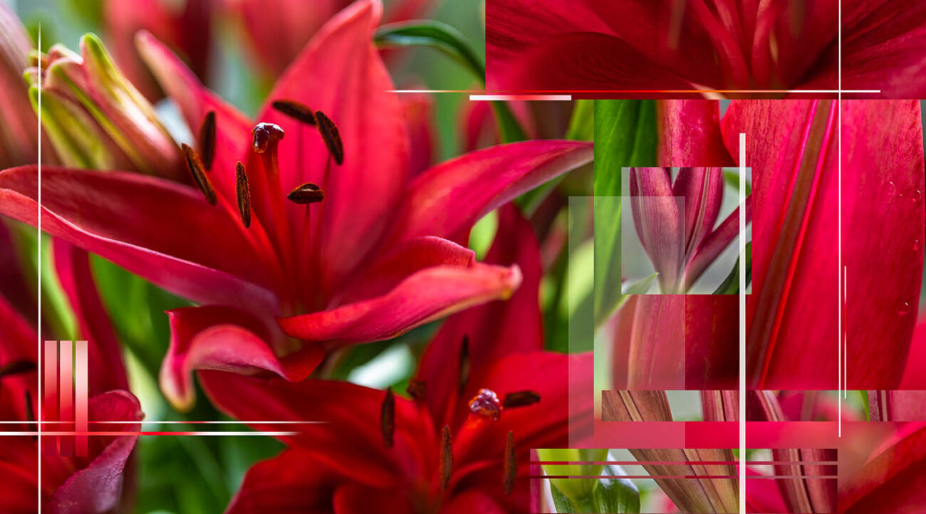 Red lillies