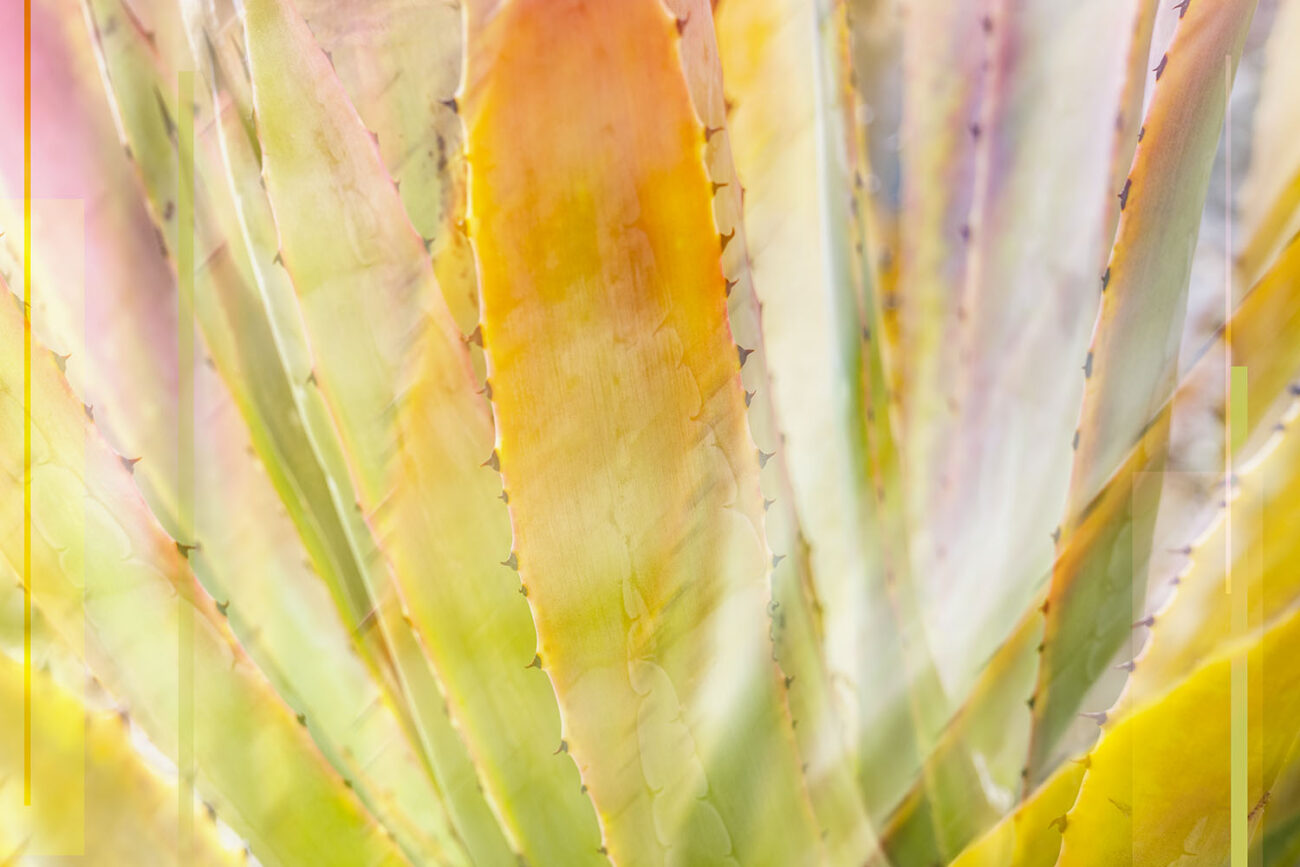 Colorful agave