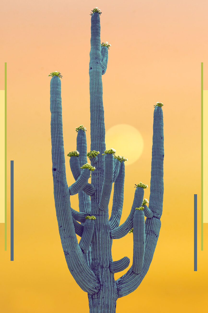 Desert blue saguaro