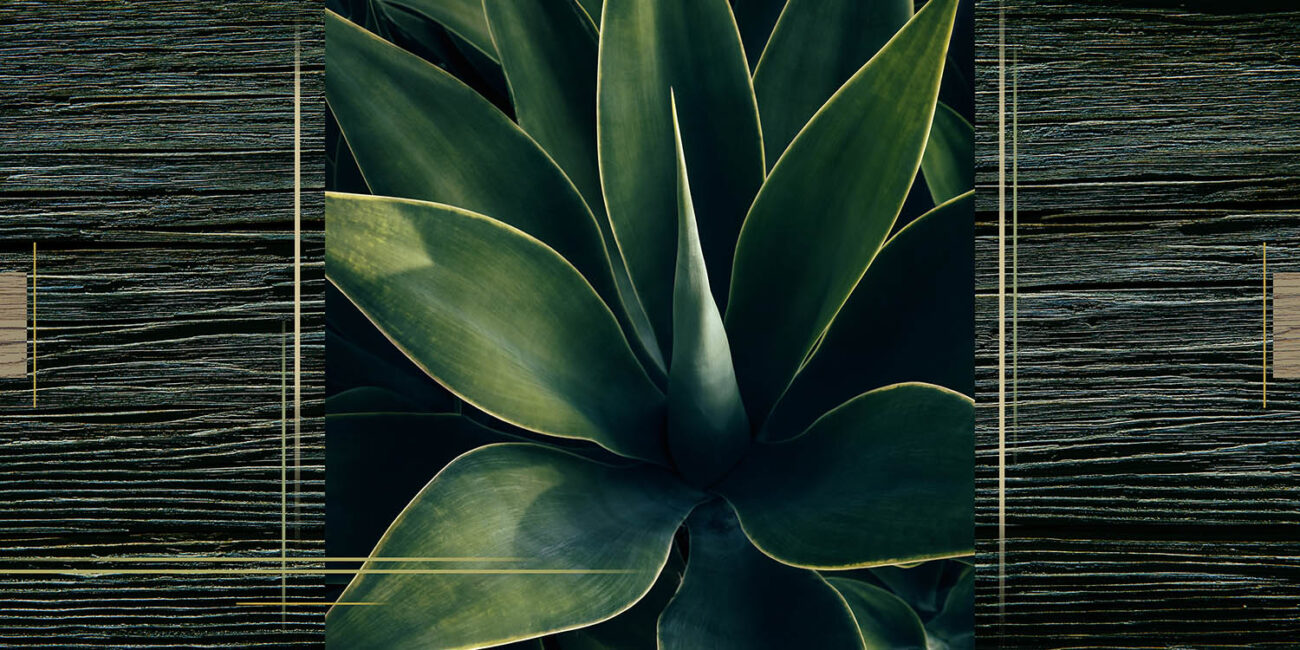 Agave and weathered wood