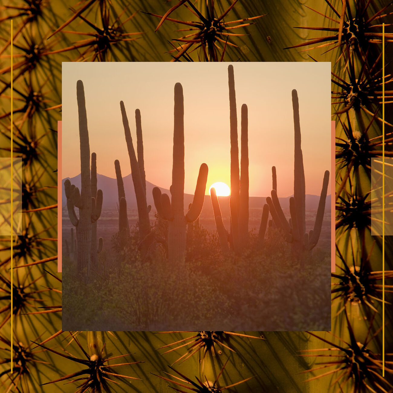 Saguarro cactus sunset