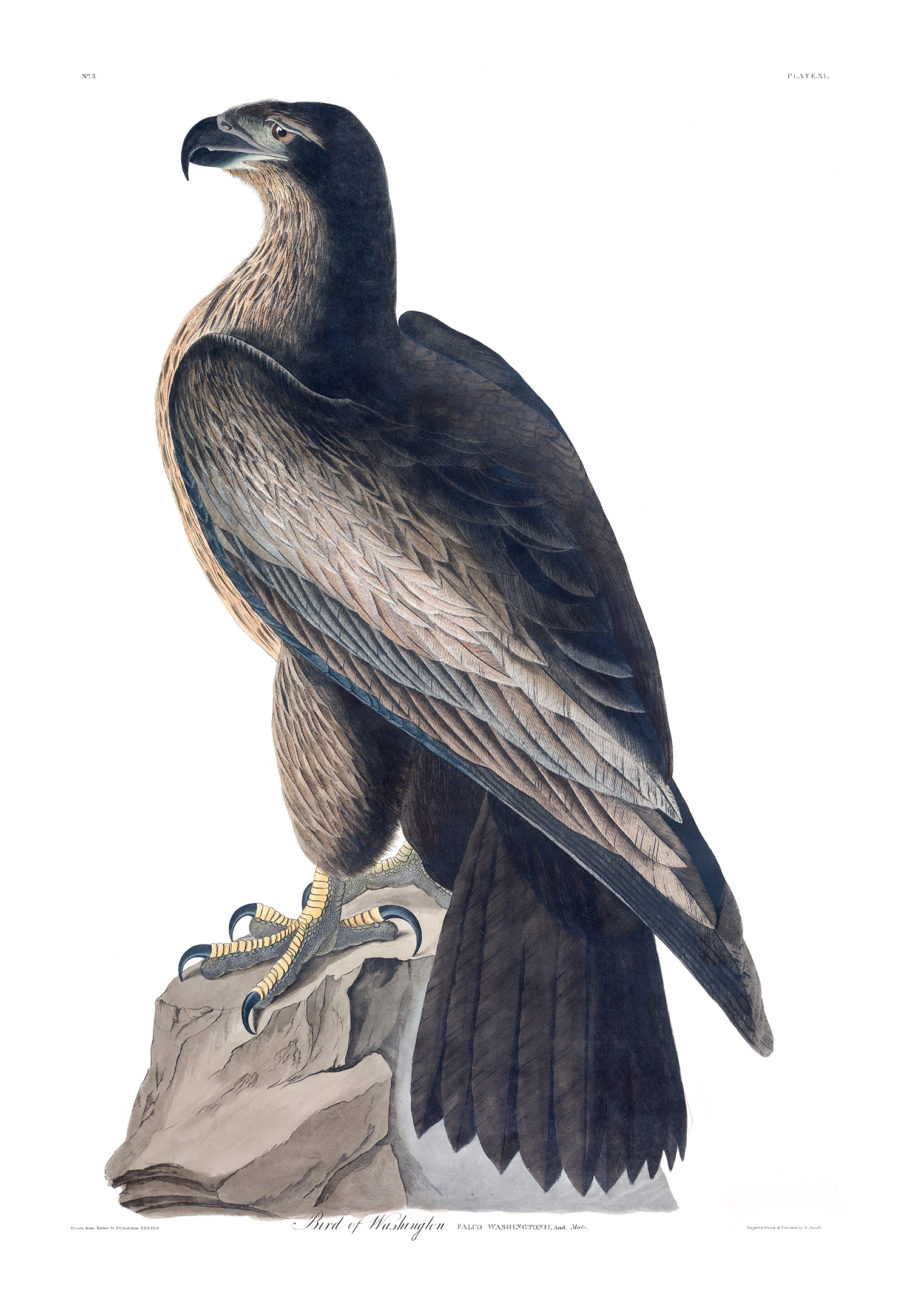 Plate 11 - Bird of Washington