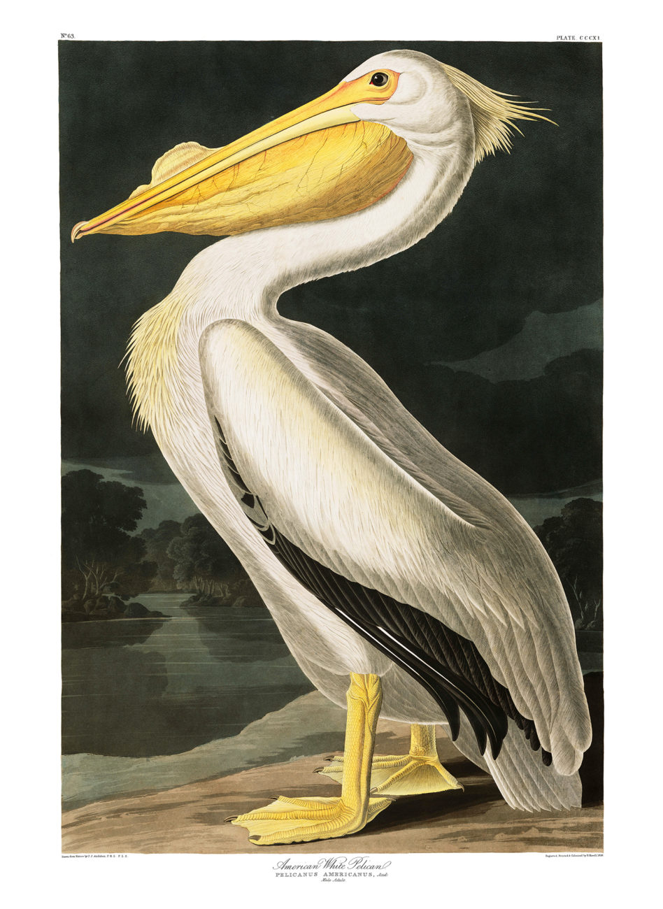 Plate 311 - American White Pelican