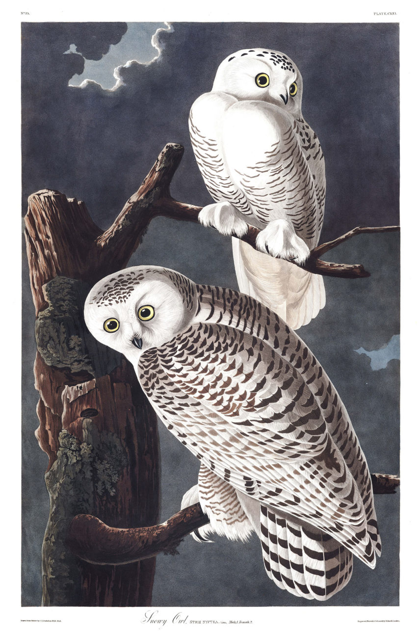 Plate 121 - Snowy Owl