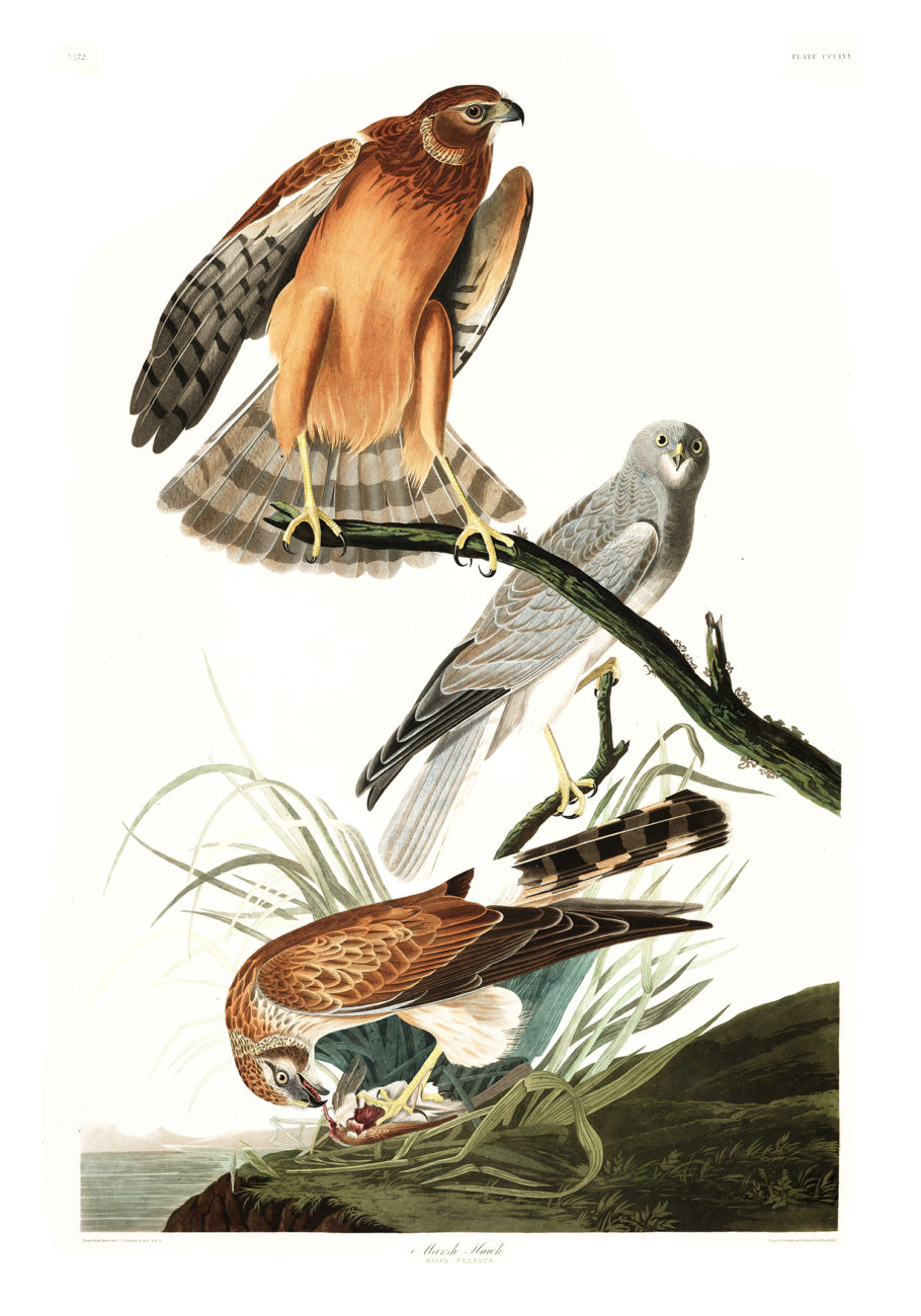 Plate 356 - Marsh Hawk