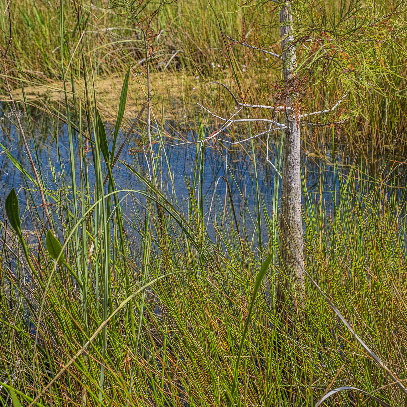 Everglades grasses and tree, 2019