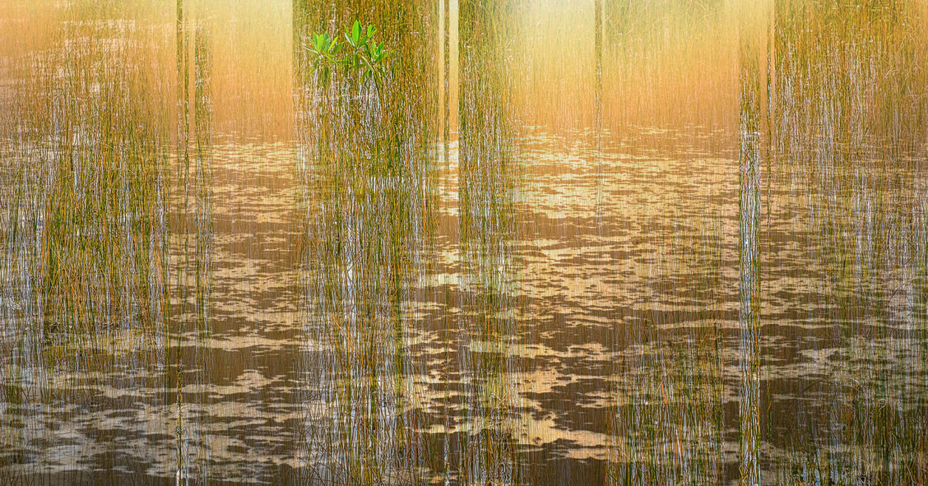 Everglades - River of grass