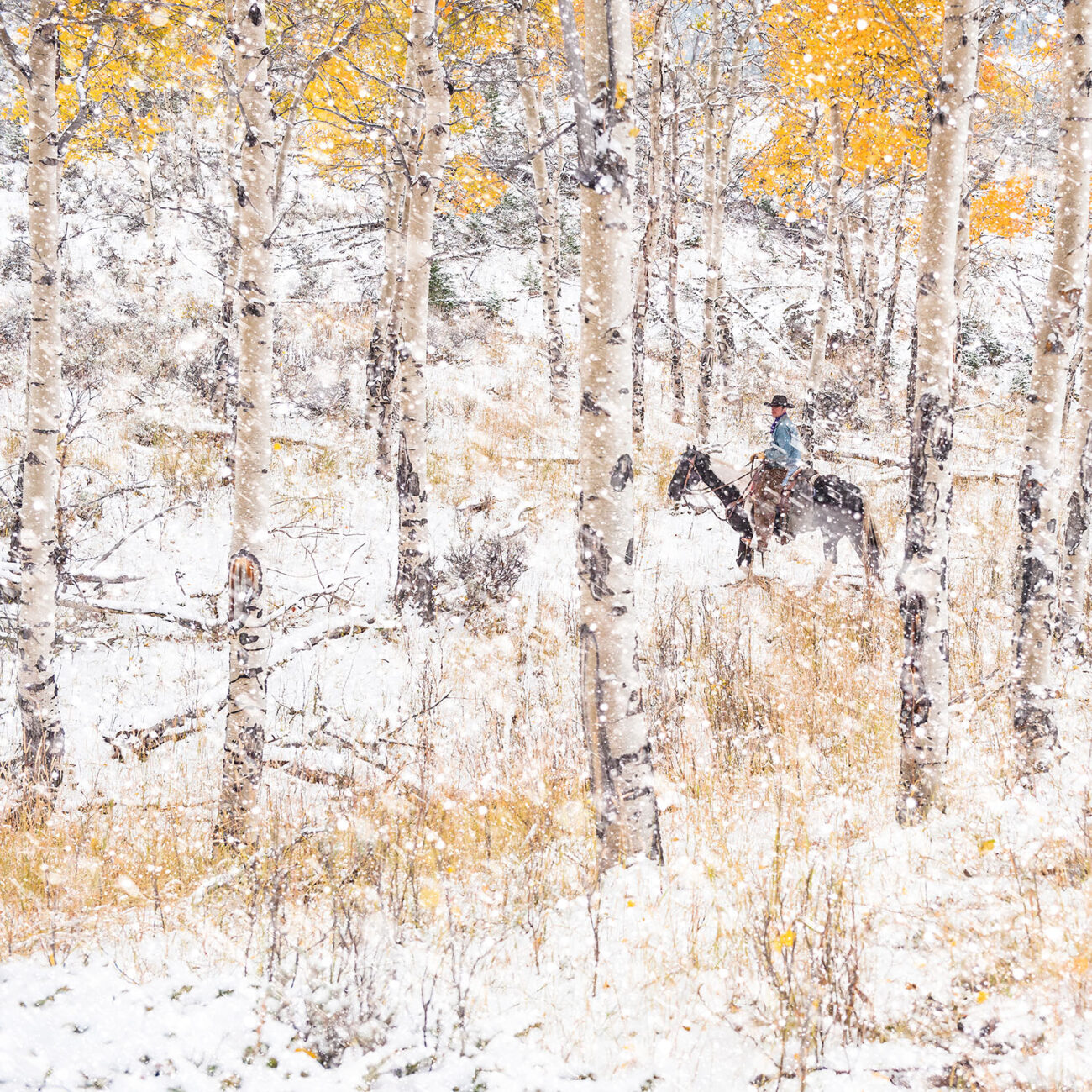 Early snow among the aspens