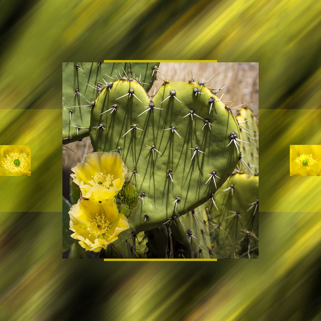 Cactus flower heart