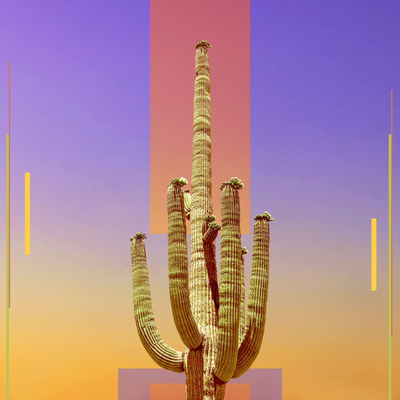 Saguaro in bloom
