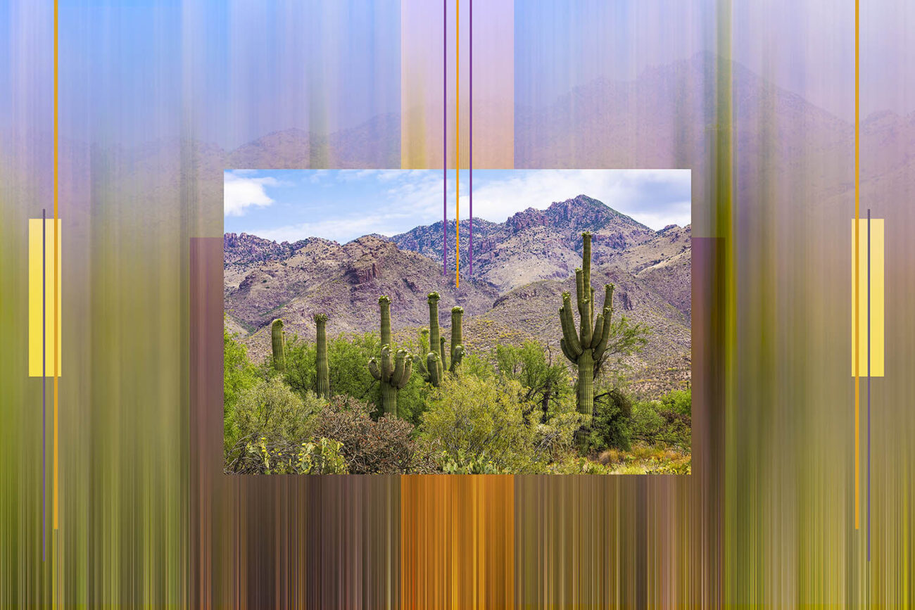 Colors of the Sonoran Desert